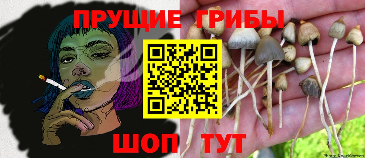 Галлюциногенные грибы GOLDEN TEACHER Коркино